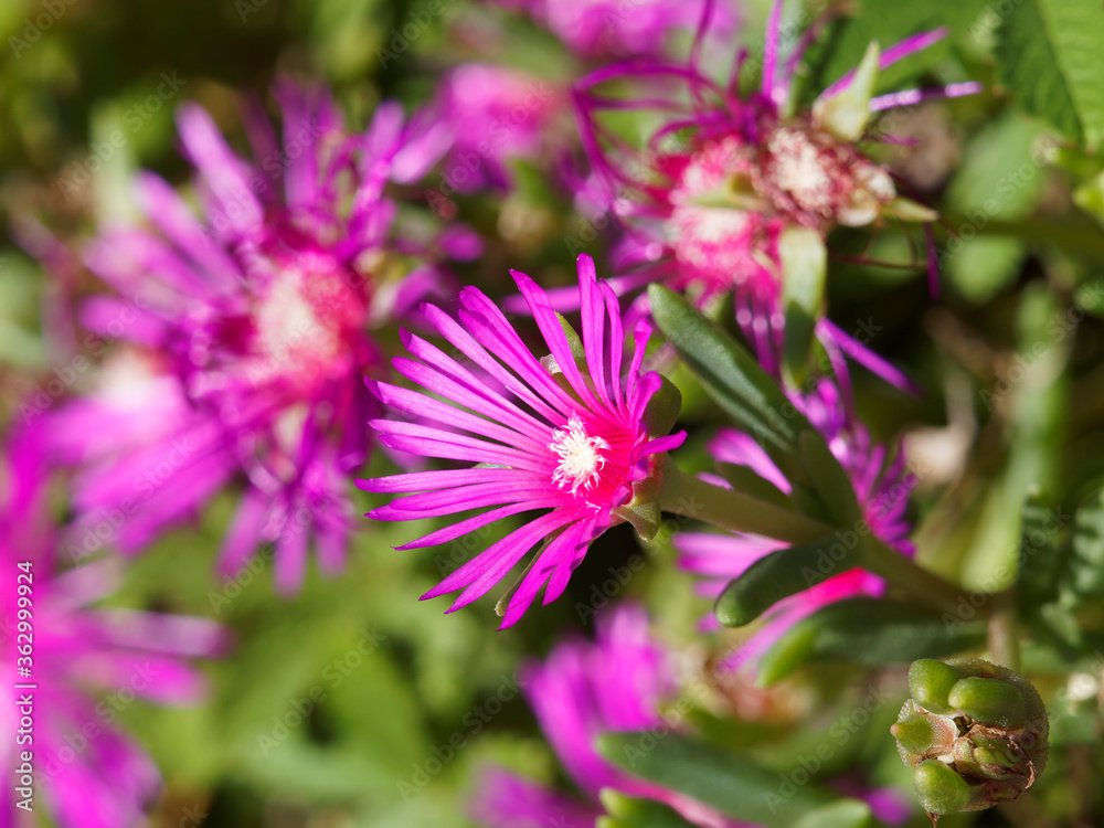 Delosperma rose